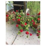 Homeland, FL Estate Sale