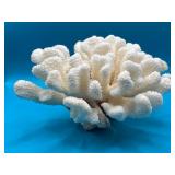 Stunning White Coral Specimen Large Natural Ocean Display