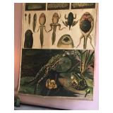 Frog classroom chart