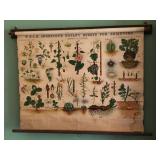 Botanical chart