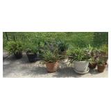 Plants
