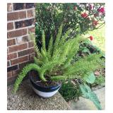Fox tail fern