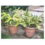 Concrete pots with variegated ginger