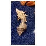 Spiny sea shells tiny