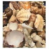 Sea shell collection