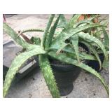 Aloe