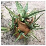 Aloe