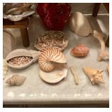 Sea shells