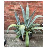 Wash pot with century plant