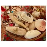 Shells and coral