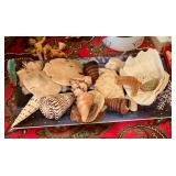 Sea shells