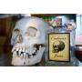 Marine Park Estate Sale-Fountain Pen Collection-Human Skull