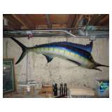 Sail Fish Trophy.  Full Mount Blue Marlin