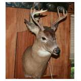 8 Point Buck