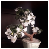 jade plant