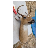 Deer Mount