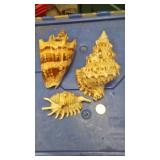 https://www.ebay.com/itm/124135513014	BOX070Q: LOT OF THREE SEA SHELLS $10.00