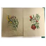 https://www.ebay.com/itm/125329697276	OL7043 Plant Lore of Shakespeare Rosa M. Towne Prints 		Auctio