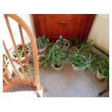 aloe plants