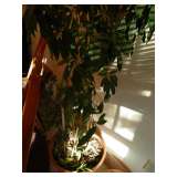 plant