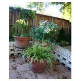 Lots of Outdoor Plants and Planters