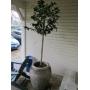 Folsom Estate Sale