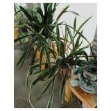 Sansevieria plants
