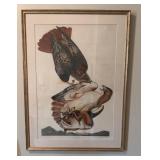 Audubon Red Tailed Hawk,  Audubon, 1829