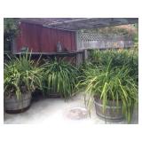 Some of the orchids at Helen