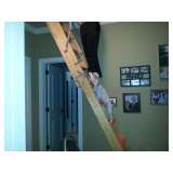 Rex sniffing out treasures from attics