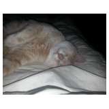 My cat..opps!