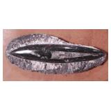 FOSSIL
