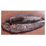 FOSSIL