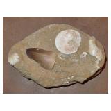DINOSAUR TOOTH