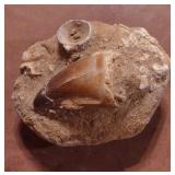 DINOSAUR TOOTH