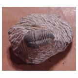 Trilobite 