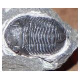 Trilobite 
