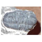 Trilobite 