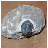 Trilobite 