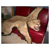 Lion Head Rug