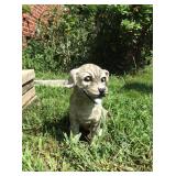 outdoor puppy figure