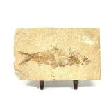 Small Fish Fossil On Brass Easel.