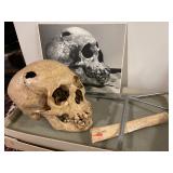 Estate of Forensic Anthropologist 
