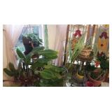 many houseplants in this sale