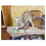 bobcat taxidermy