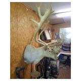 taxidermy caribou