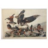 J.J. Audubon Havell Engraving Prints