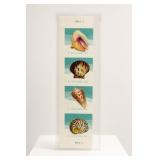 Framed Seashell Illustration Print