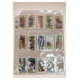 Assorted Illustrated Collector Cards in Plastic Sleeve