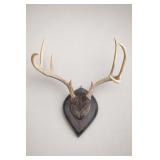 Mounted Deer Antlers on Plaque